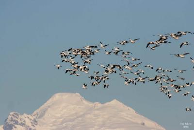 1-4-05 baker geese 4216.jpg