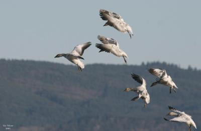 1-4-05 geese 4232.jpg