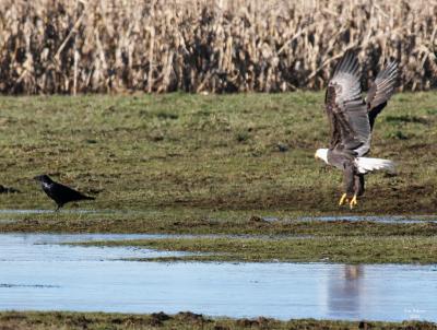 1-4-05 eagle+raven 4142.jpg