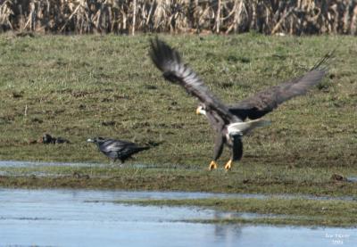 1-4-05 eagle+raven 4145.jpg