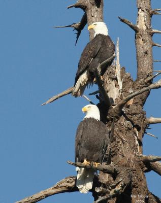 1-4-05 eagle pair 4087.jpg