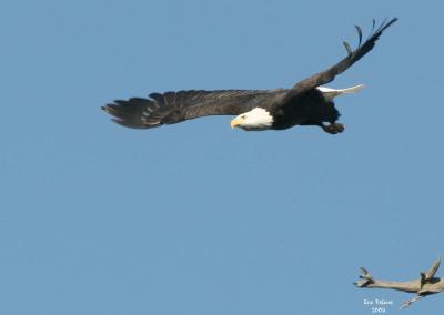 1-4-05 eagle 4091.jpg