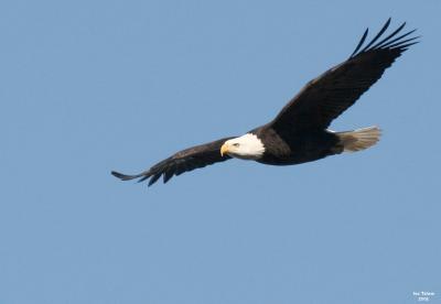1-4-05 eagle 4094.jpg