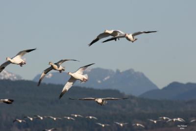 1-4-05 geese 4248.jpg