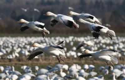 1-4-05 geese 4276.jpg