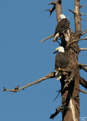 1-4-05 tree eagles 4086.jpg