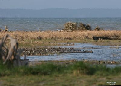 3-20  birds at hi tide 4769.jpg