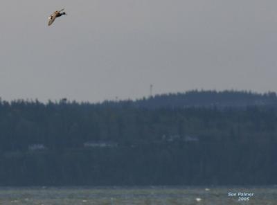 3-30 windy drake 4770.jpg