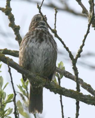 3-30 s sparrow sing 4835.jpg