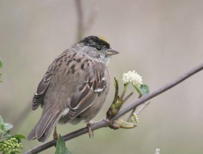 3-30 gc sparrow 4877.jpg