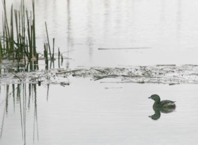 3-30 grebe 4808.jpg