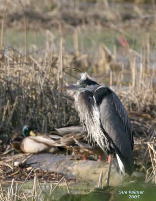 3-30 heron 4797.jpg