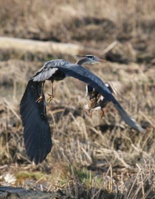 3-30 heron + 4799.jpg