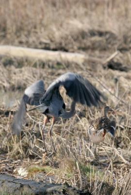 3-30 heron+ 4798.jpg