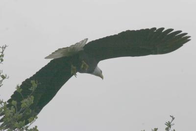 3-30 eagle 4819.jpg
