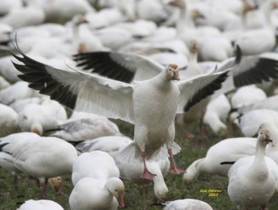 3-30 goose landing 4949.jpg