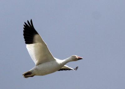 3-30 goose 4896.jpg