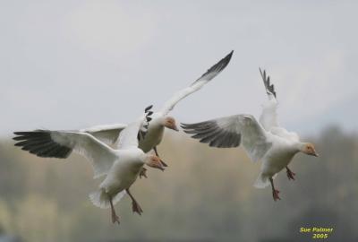 3-30 geese 4914.jpg