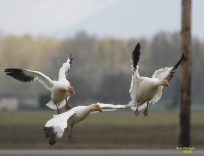 3-30 geese 4915.jpg