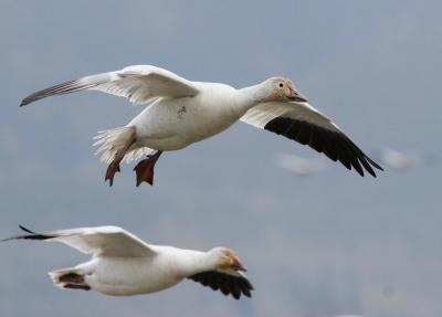 3-30 geese 4952.jpg