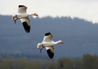3-30 geese 4965.jpg