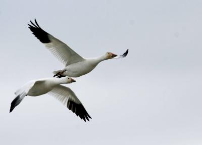 3-30 geese 4992.jpg