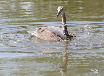 4-20 heron 5865.jpg