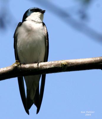 4-20 t swallow 5812.jpg