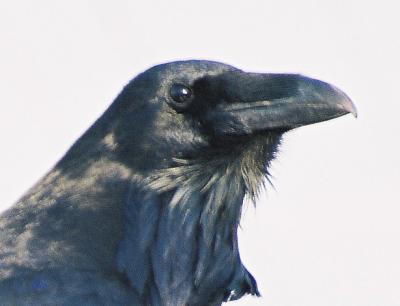 raven closeup1.jpg