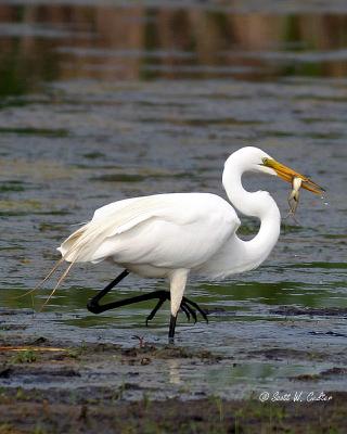 Great Egret with frog