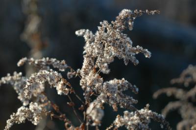 DSC_0098.JPG