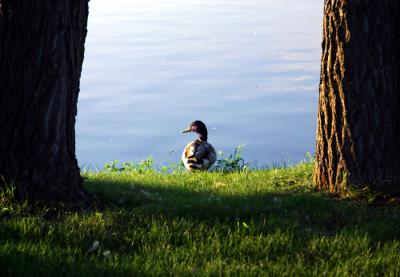 u12/sylvyn/medium/2915356.CRW_0419cwb.jpg