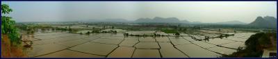 Rice fields near Kanchanaburi (panorama)