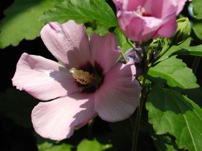 u12/taylorok/medium/3007658.RoseShrn.jpg