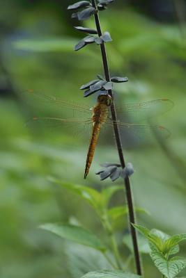 CRW_0092.jpg