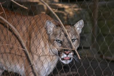 Mountain Lion