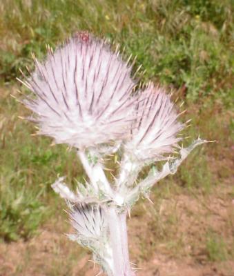 Thistle