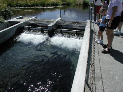 Fish Hatchery