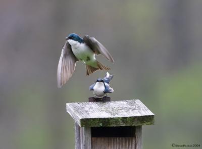 Swallows Playing Mating Games