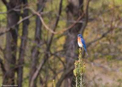 Bluebird on a Pine Tree Perch