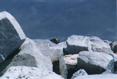 Marmot, Cardinal Mountain
