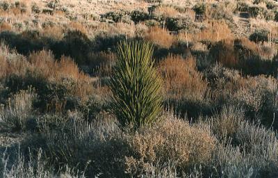 Young Joshua Tree