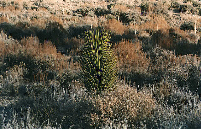 Young Joshua Tree
