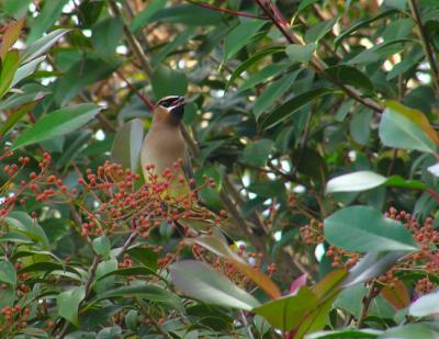 01-02-05 cedar waxwing1.jpg