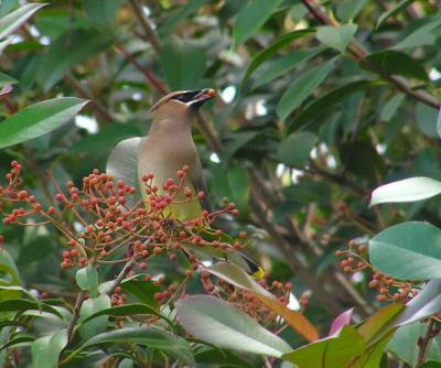 01-02-05 cedar waxwing2.jpg