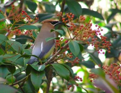 01-02-05 cedar waxwing4.jpg