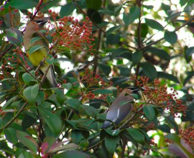 01-02-05 cedar waxwing5.jpg