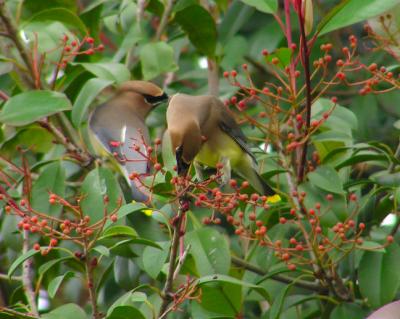 01-02-05 cedar waxwing6.jpg