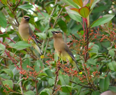 01-02-05 cedar waxwing7.jpg