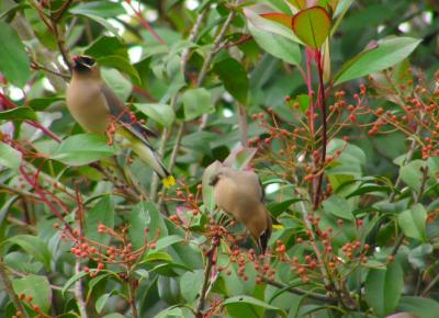 01-02-05 cedar waxwing8.jpg